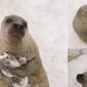 Seal can’t stop hugging plush toy that looks like him!